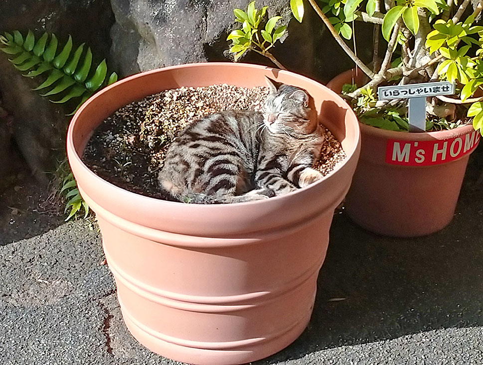 南房総暮らし　日向ぼっこをする猫　植木鉢に入る猫